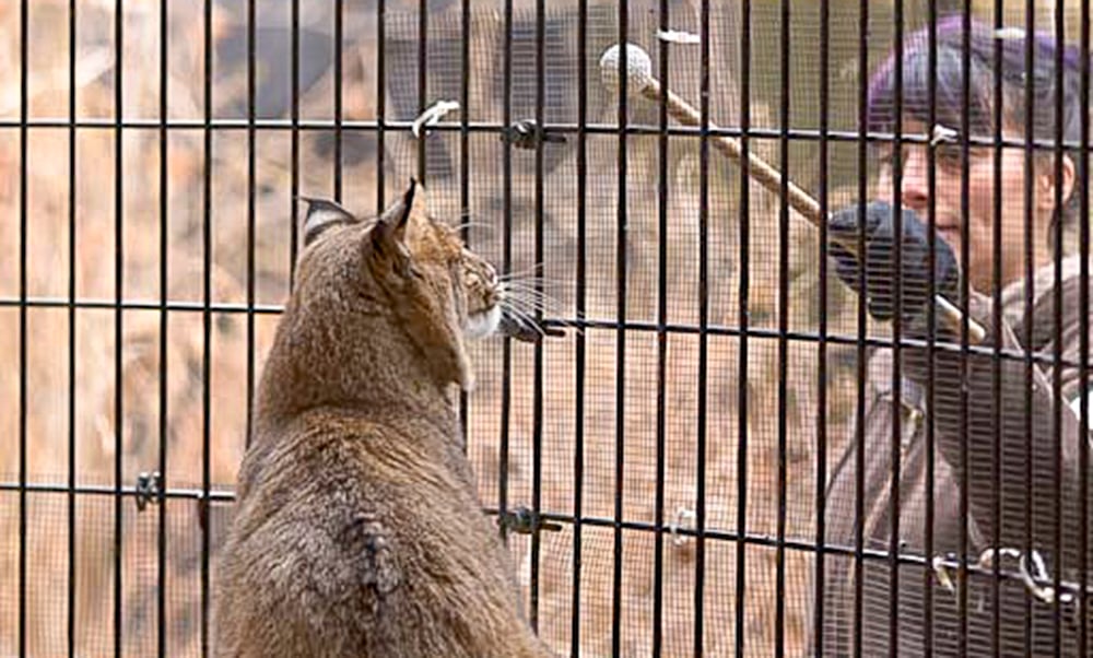 Alicia-and-bobcat-1000x600