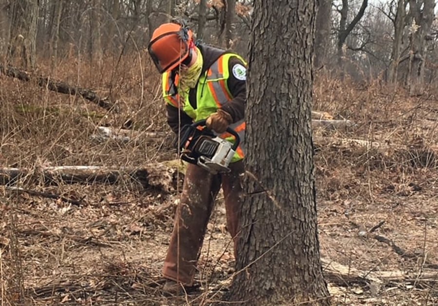 A woman takes a chainsaw to the trunk of a tree.