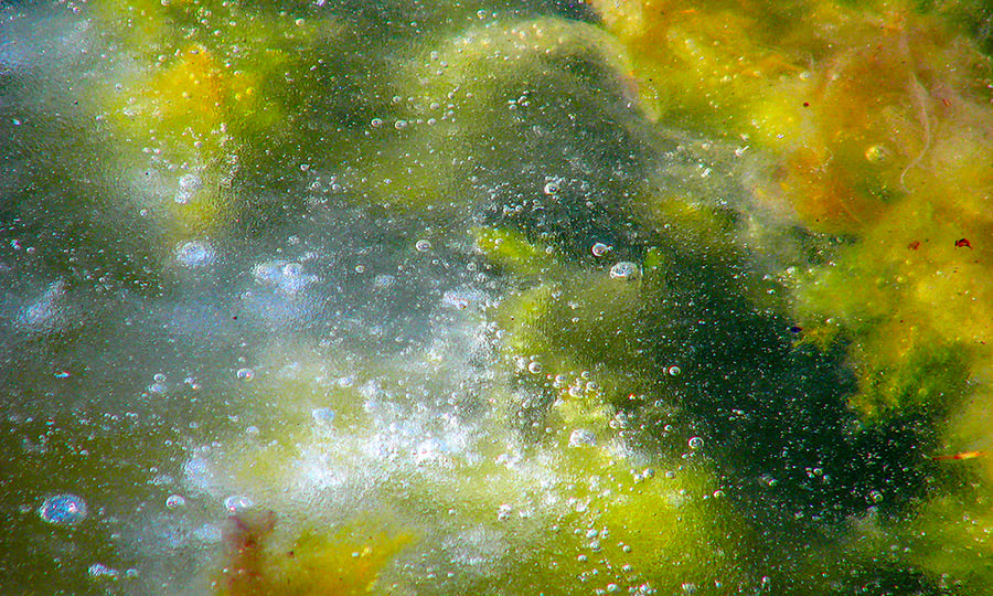 Green, yellow, and orange algae grow under a sheet of ice.