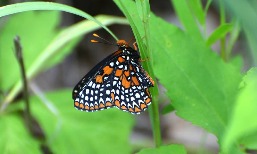 A butterfly with a black, orange, and white pattern on its wings clings to a green plant.