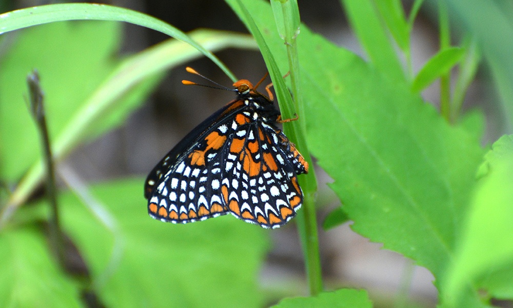 baltimore-checkerspot-AndyReago-ChrissyMcClarren