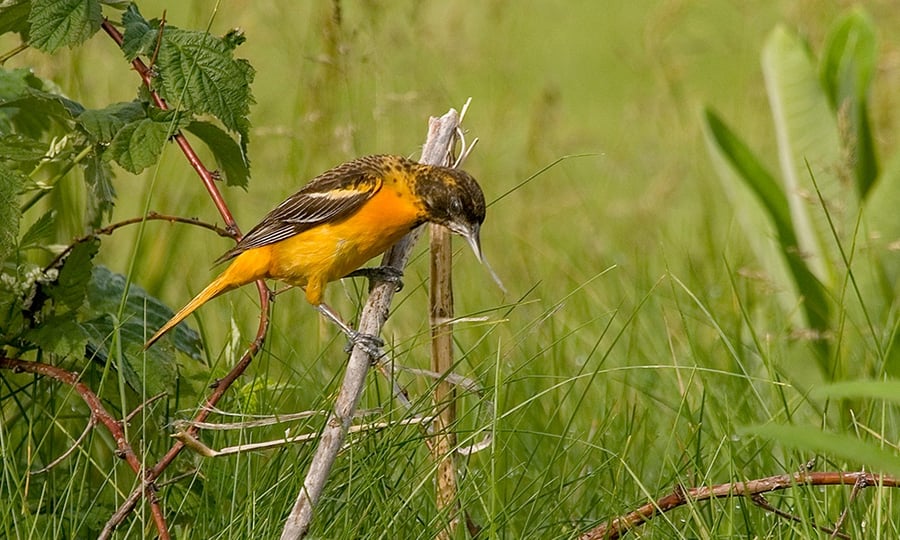 An oriole perches on a stick near the ground.