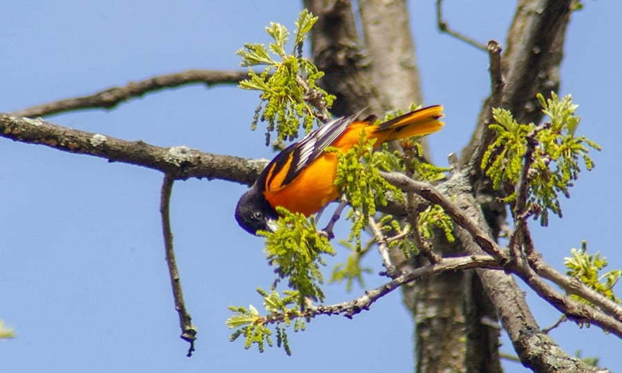 A bright orange oriole picks at leaves of a tree branch.