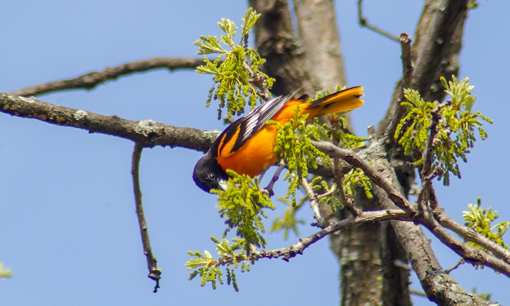 baltimore-oriole-3-1