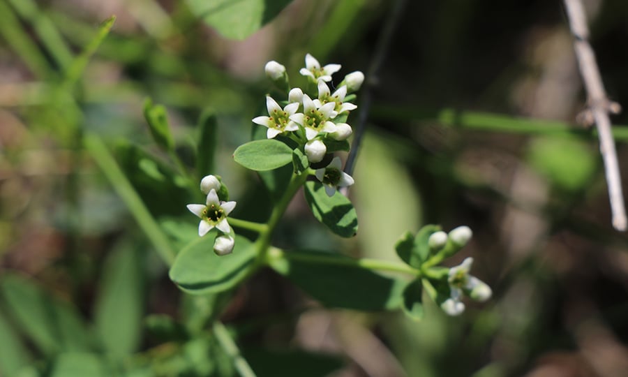 White and green flowers blossom in a star shape.