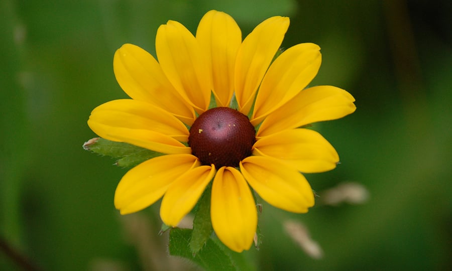 A yellow flower commonly called a black-eyed susan.