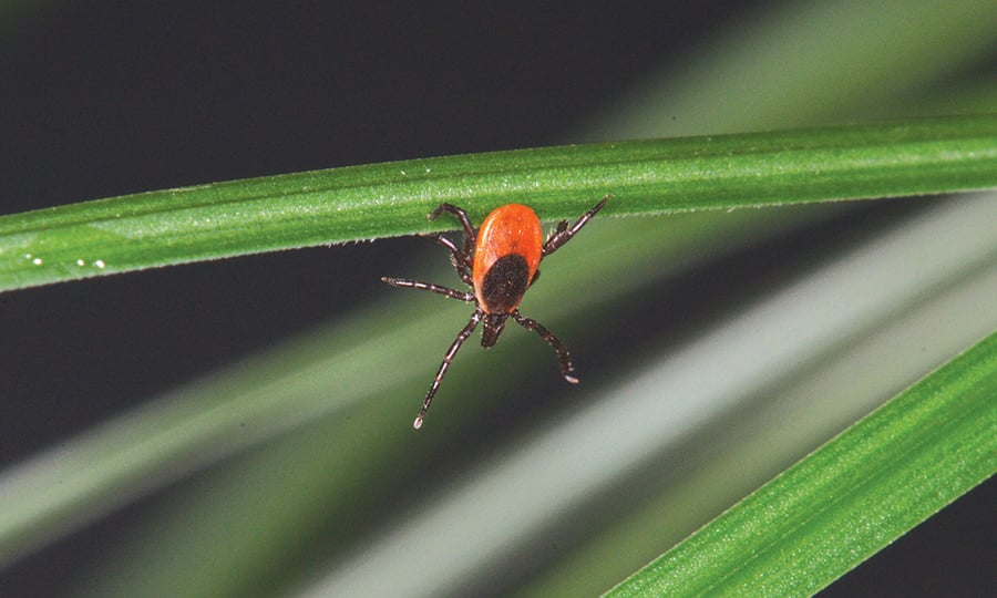 A tick with black legs and a red abdomen hangs from a plant.