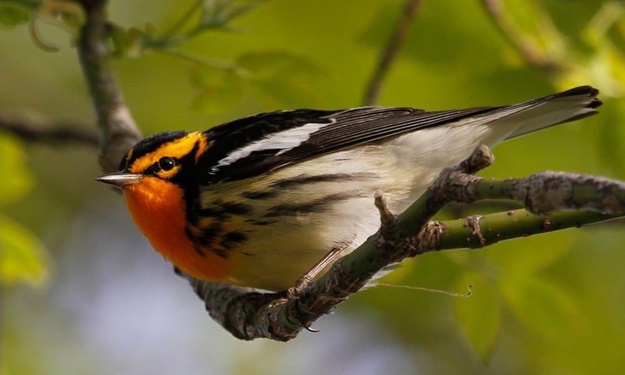 An orange, white, grey and black bird rests in a tree.