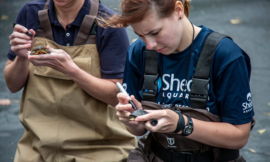 Workers use black sharpies to color over bright-colored markings on shells used to identify them in captivity.