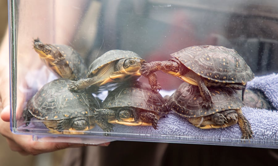 Six turtles are held in a see-through container.