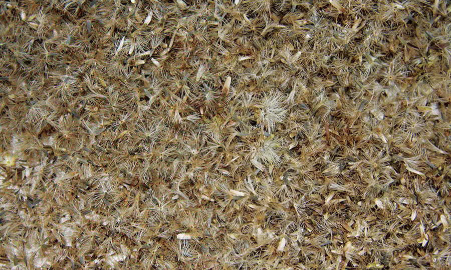 Seeds in varying shades of brown are clustered in a pile.