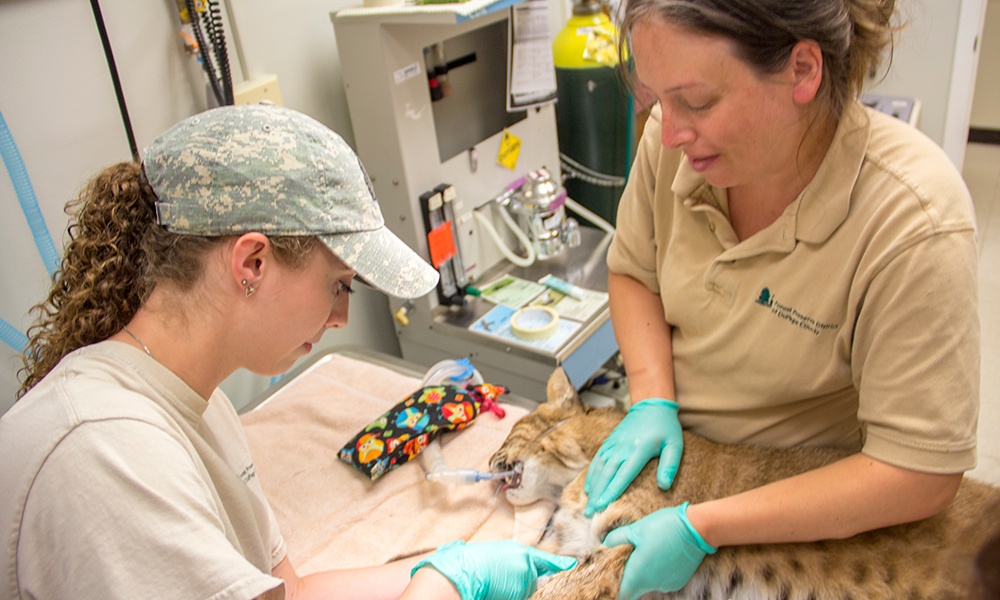 bobcat-needle