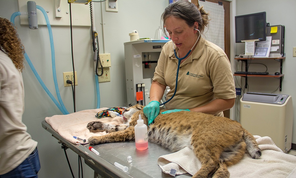 bobcat-stethoscope