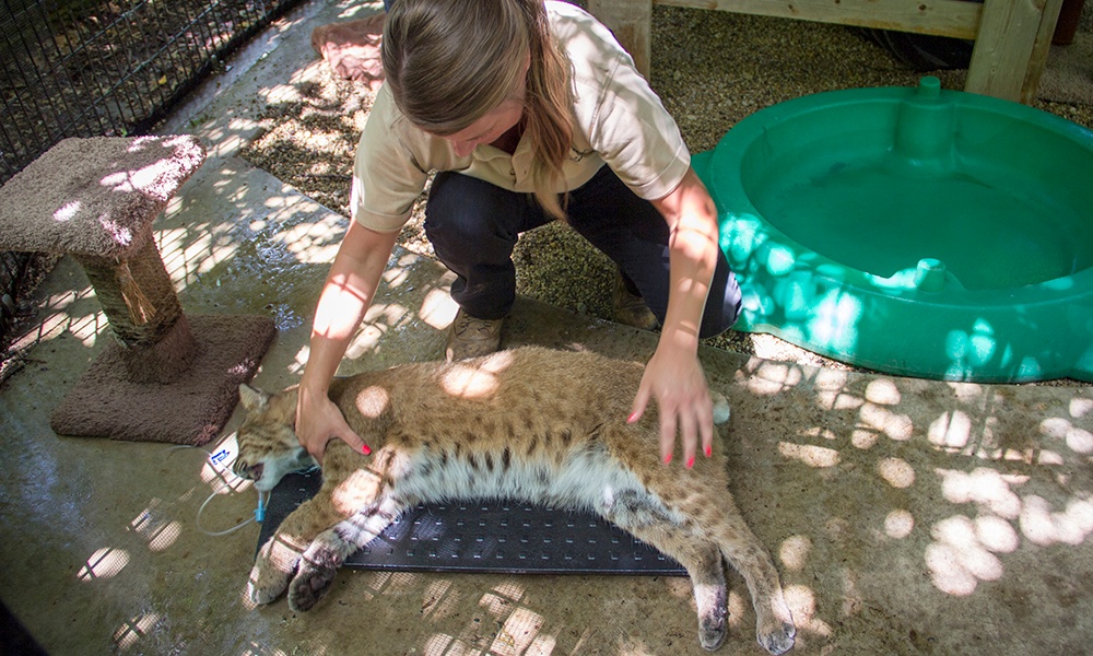 bobcat-weighed