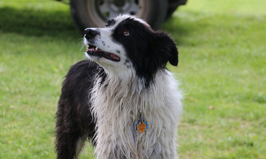 A wet border collie looks up as his tags dangle from a collar.