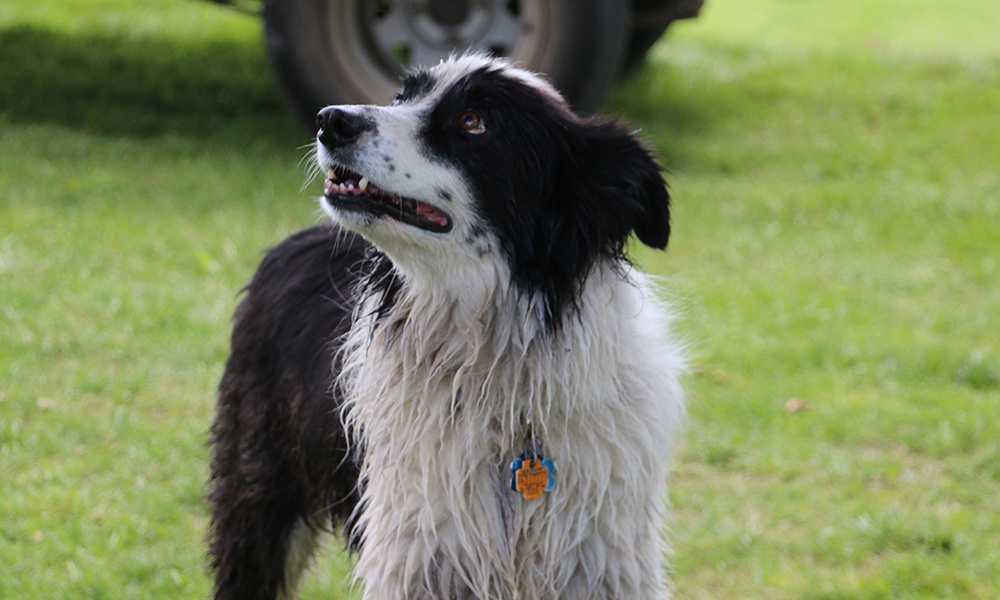 border-collie-looks-for-squirrel-in-tree