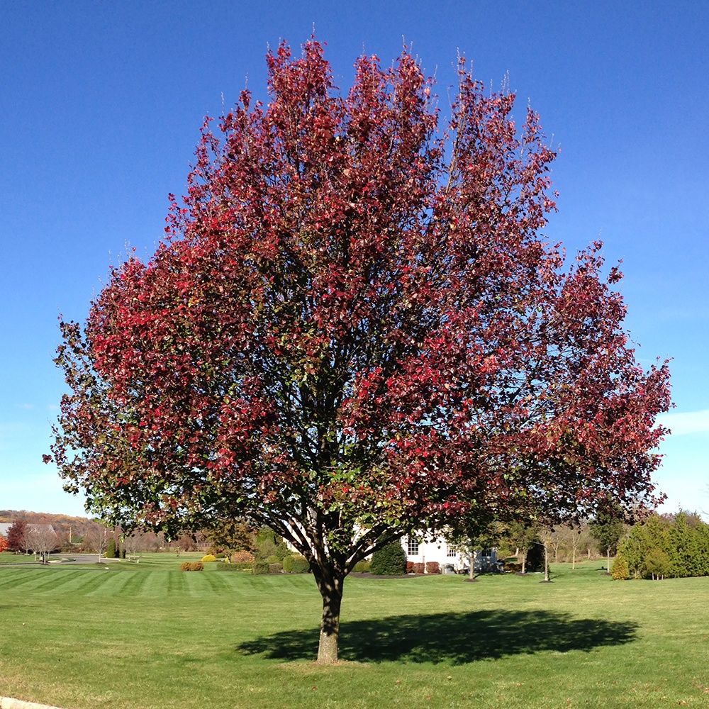 bradford-pear-wikimedia-commons