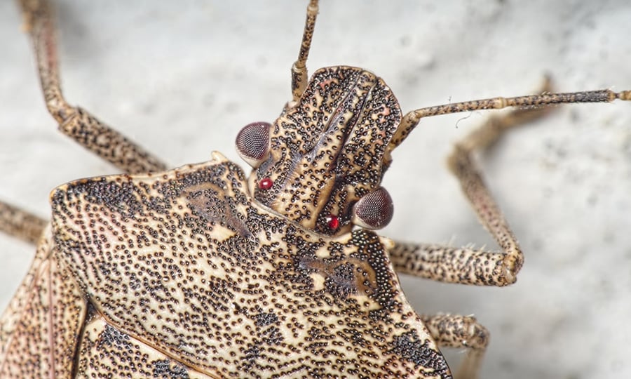 A close-up photo of a stinkbug's head shows its mesh-like eyes on the sides of its head.