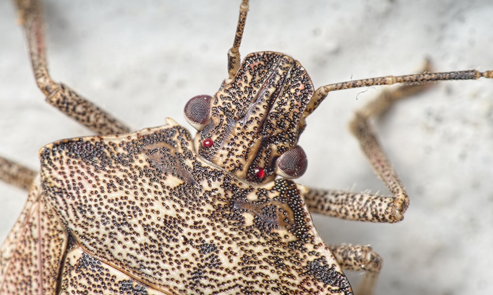 brown-marmorated-stink-bug-eyes-PierreBornand