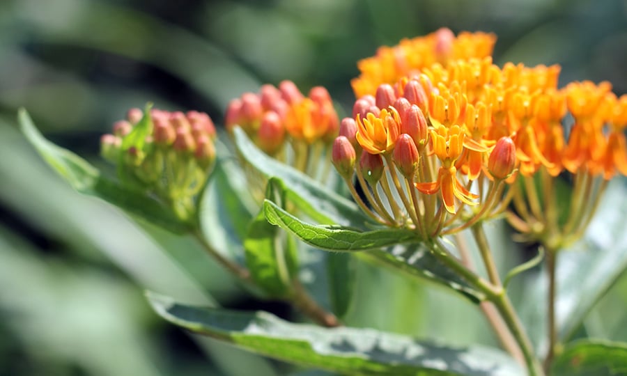 A butterfly weed blooms a bright orange.