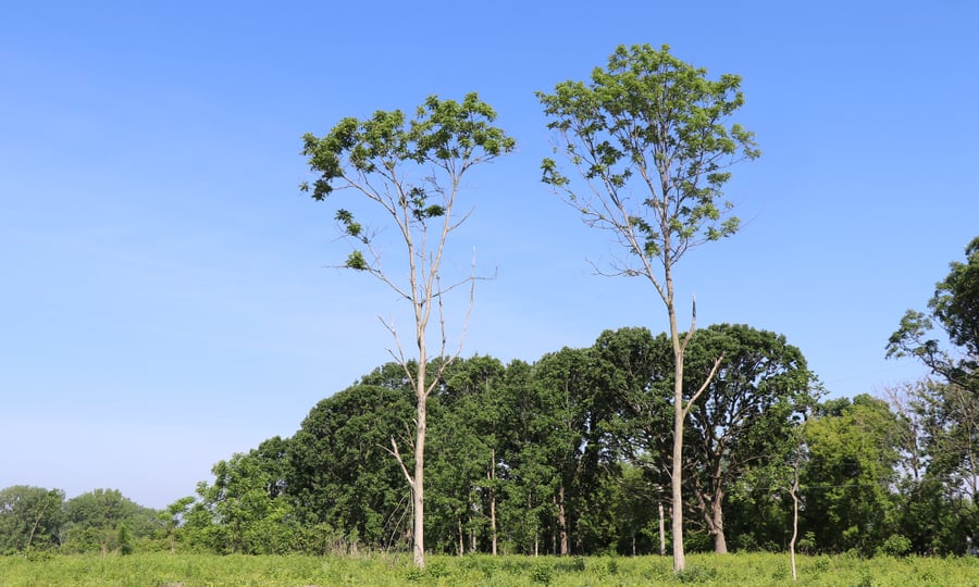 Two butternut trees grow tall in a field.