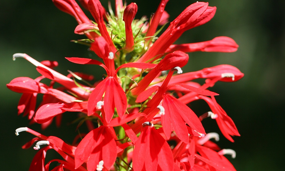 cardinal-flower