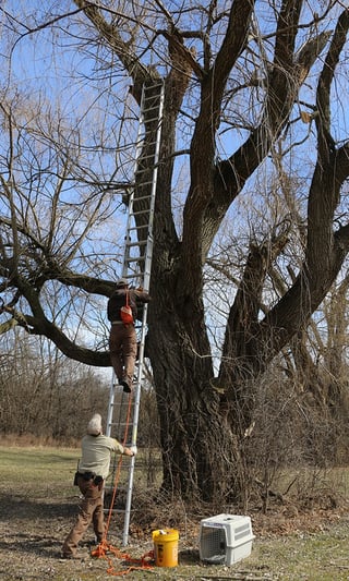 carlson-climbs-ladder-with-owlet.jpg