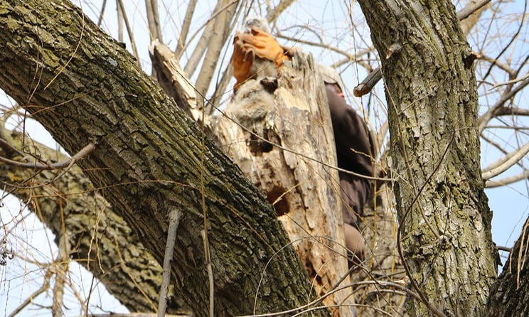 carlson-places-owlet-in-tree.jpg