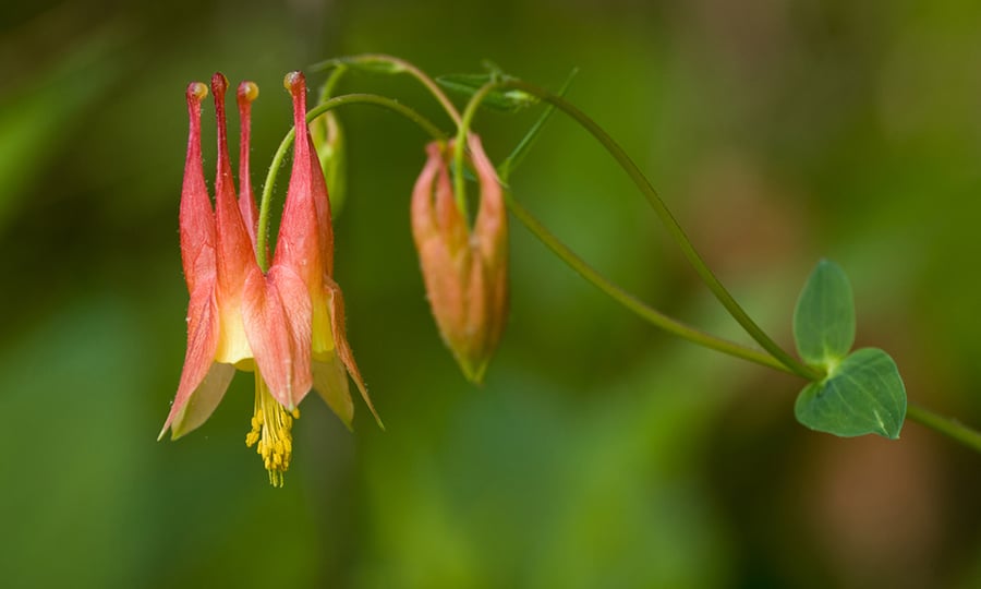 A pink and yellow flower.
