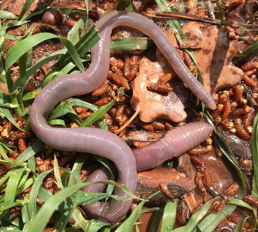 An earthworm slithers atop a bed of leaves.