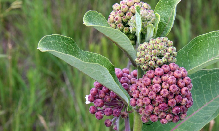 The multi-colored milkweed plant provides an ideal location for butterflies to lay their eggs.