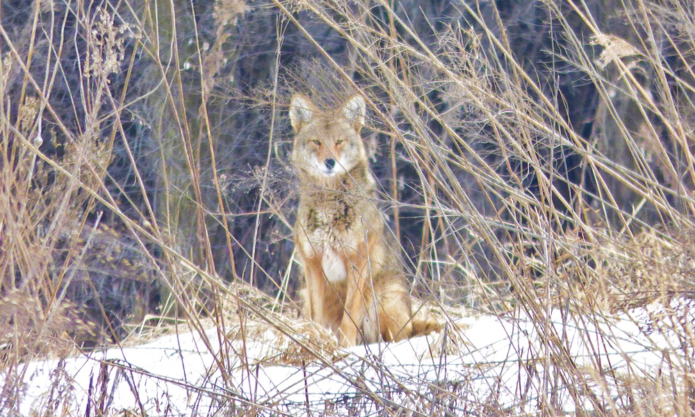 coyote-Mallard-Lake