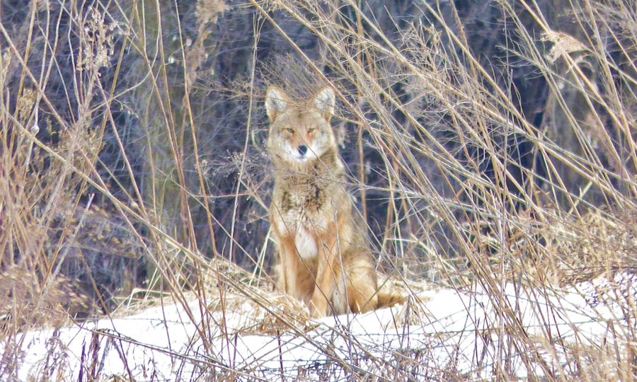 A coyote sits in a snow field with tall grasses in the foreground.
