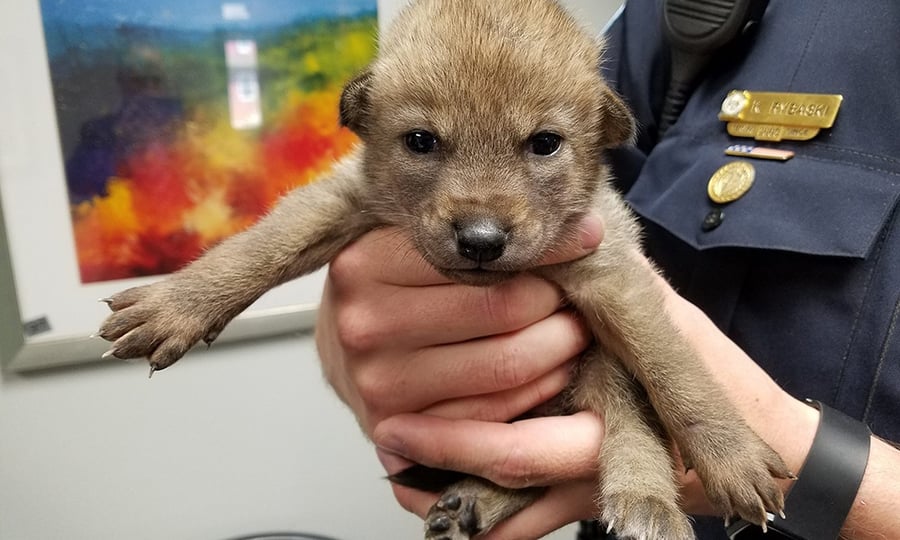 A police officer holds a coyote pup in her hands.
