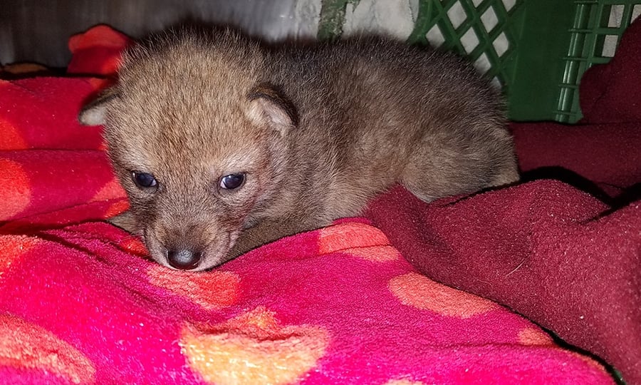 The coyote pup lies on pink blankets with its eyes wide open.