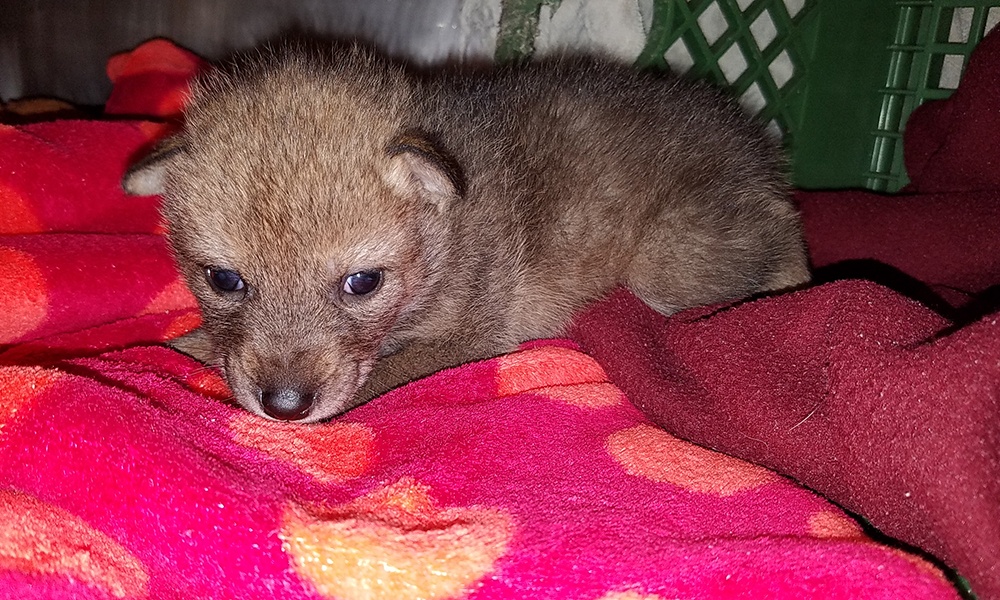 coyote-pup-in-crate-2