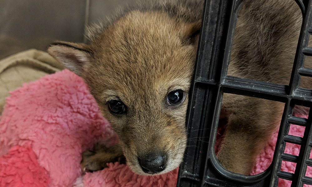 coyote-pup-update-1