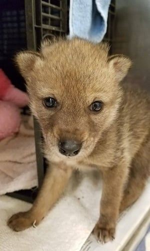 coyote-pup-update-3