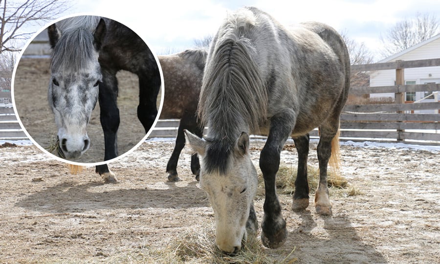 Two spotted grey-brown horses feed on hay in a pen.