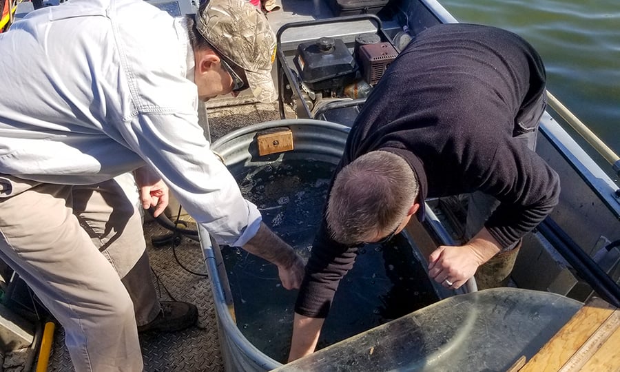 Two men on a boat bend over a trough filled with water and fish.