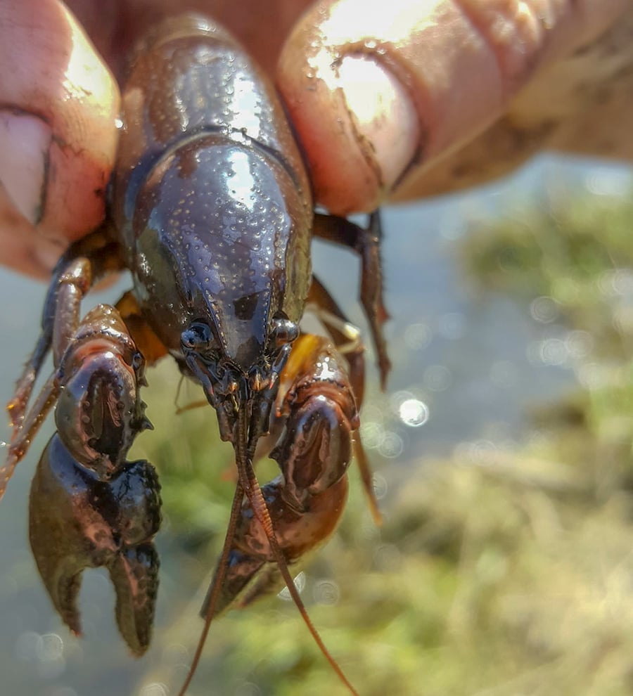 A crayfish dangles from a humans thumb and forefinger.