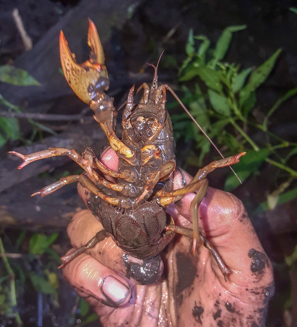 devil-crayfish-night