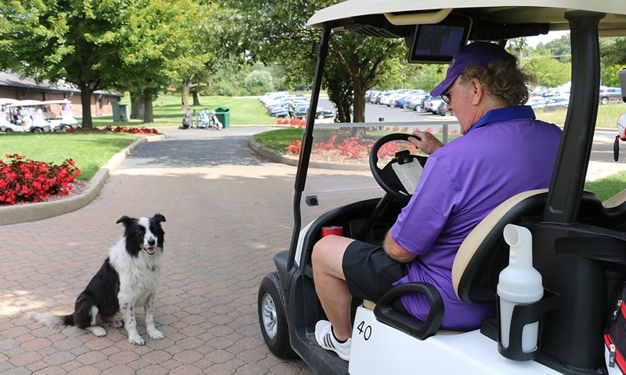 A border collie sits next to a man in a golf cart.