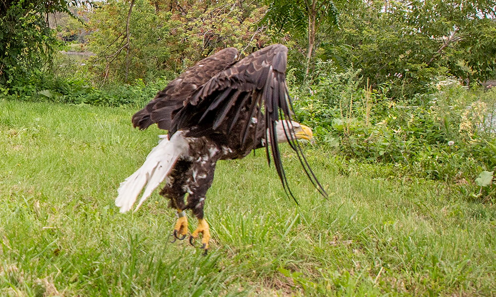 eagle-flying