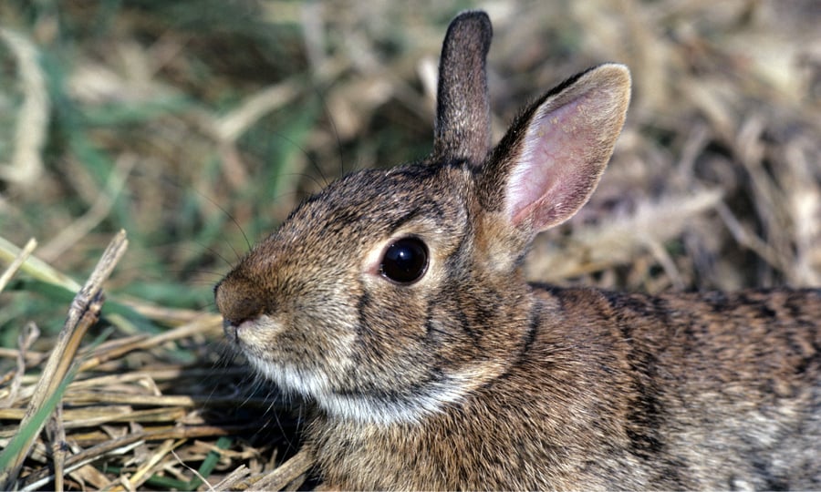 An eastern cottontail rabbit perks up its ears.