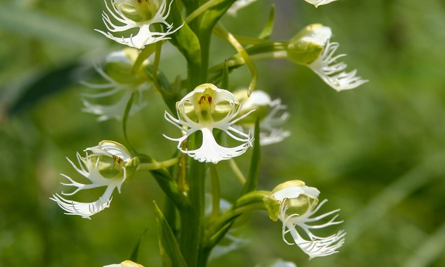 A green and white Eastern Prairie Orchid.