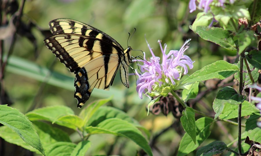 A butterfly lands on a light purple flower.