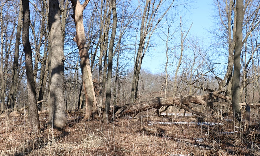 A fallen oak tree lies between other barren trees.