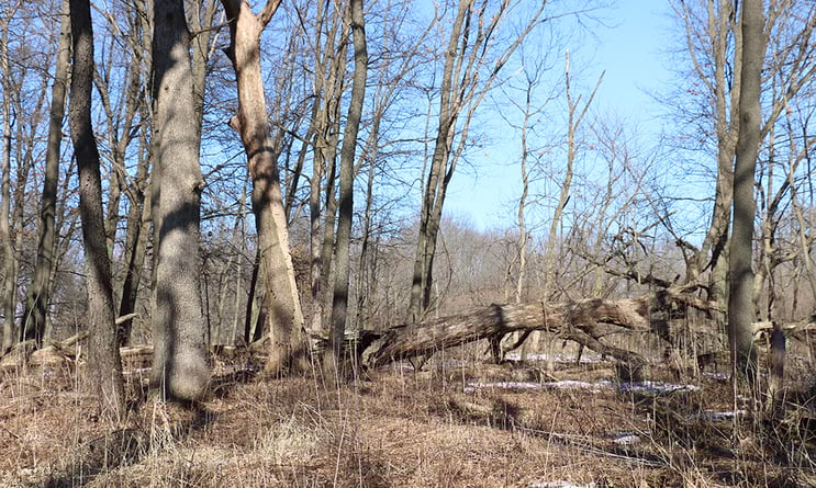 fallen-oak-woodland-Belleau-Woods