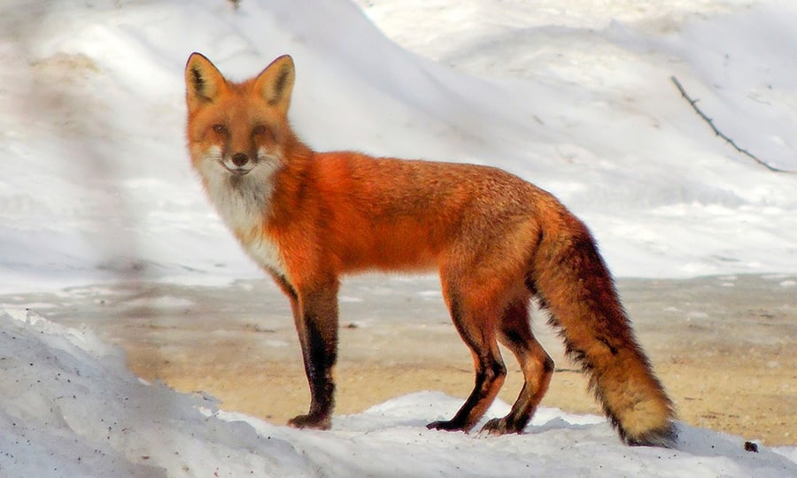 A red fox with a full coat stands on a pile of snow.